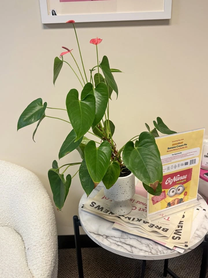 Pink Anthurium Plant in Speckled Ceramic Pot – Blooming!