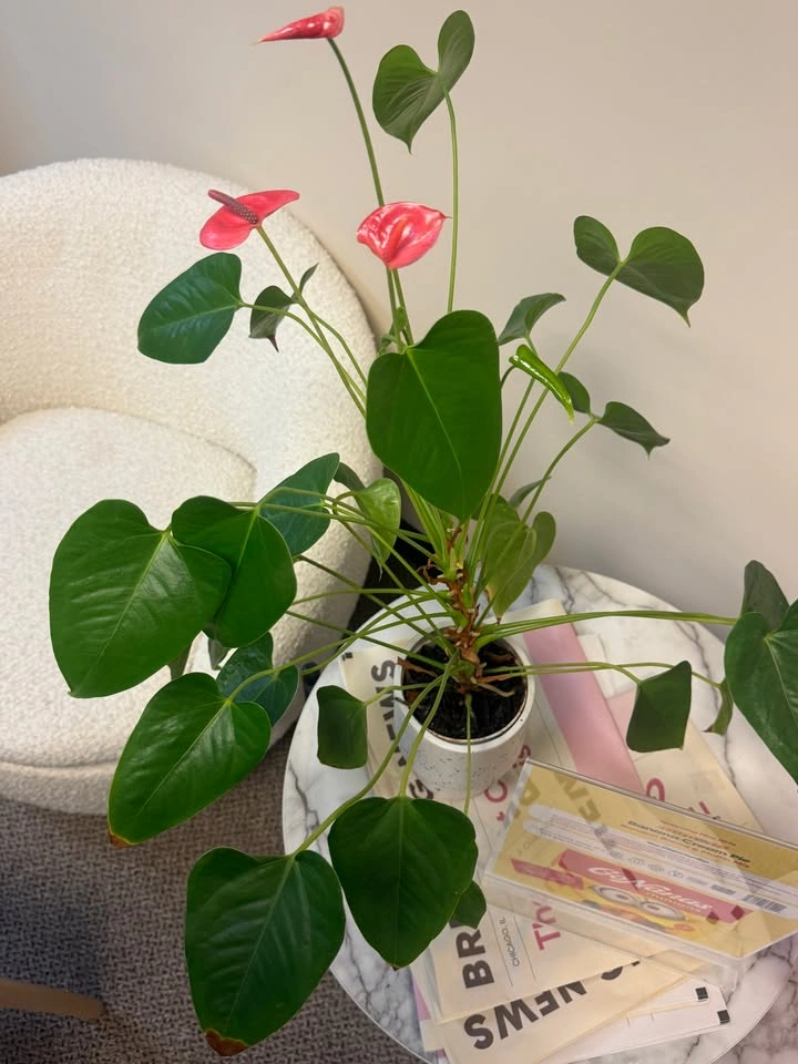 Pink Anthurium Plant in Speckled Ceramic Pot – Blooming! - photo 2