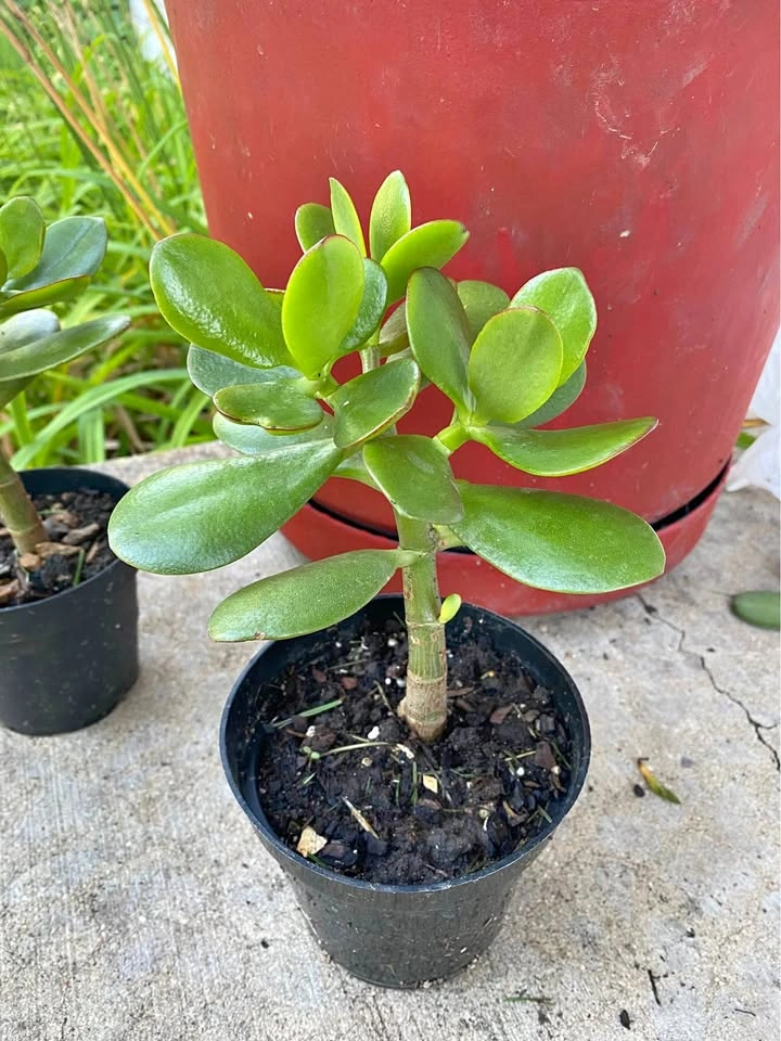 Jade plant, lushly green and heathy, in 6” pot