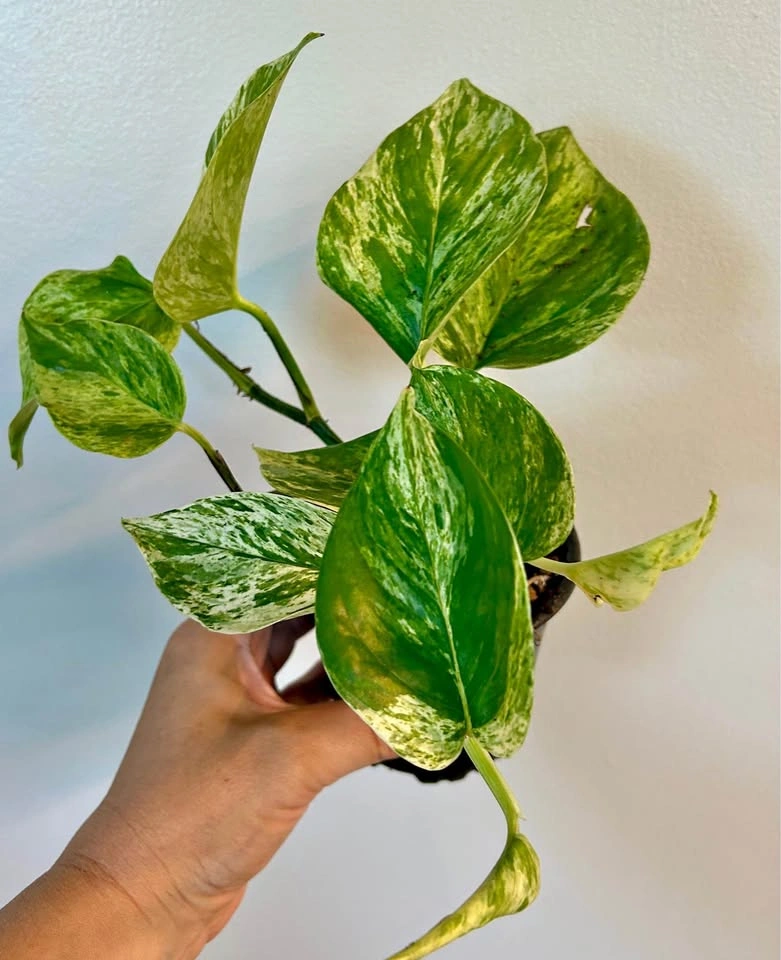 Marble Queen Pothos Houseplant