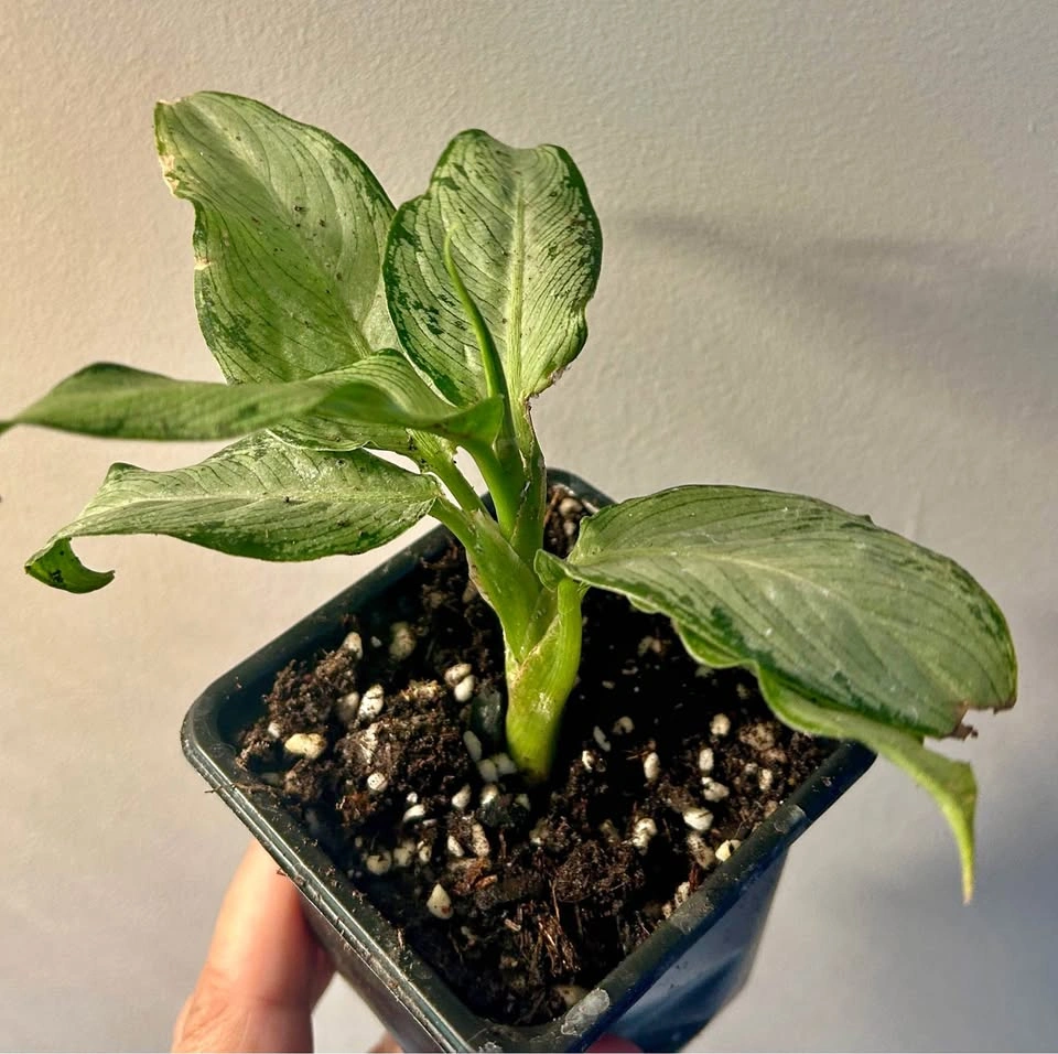 Dieffenbachia “Tiki”