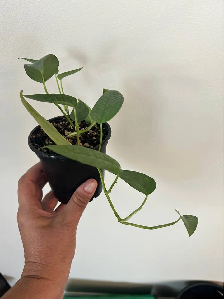 Cebu Blue Pothos