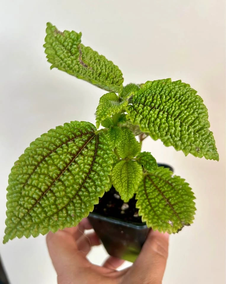 Pilea Involucrata “Moon Valley” $6