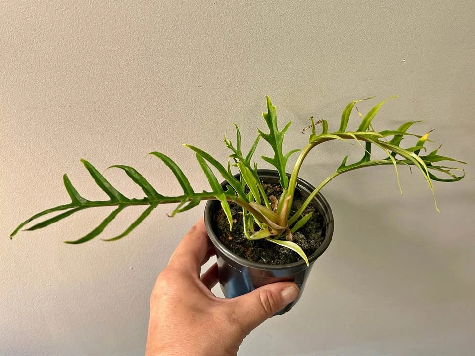 Philodendron tortum