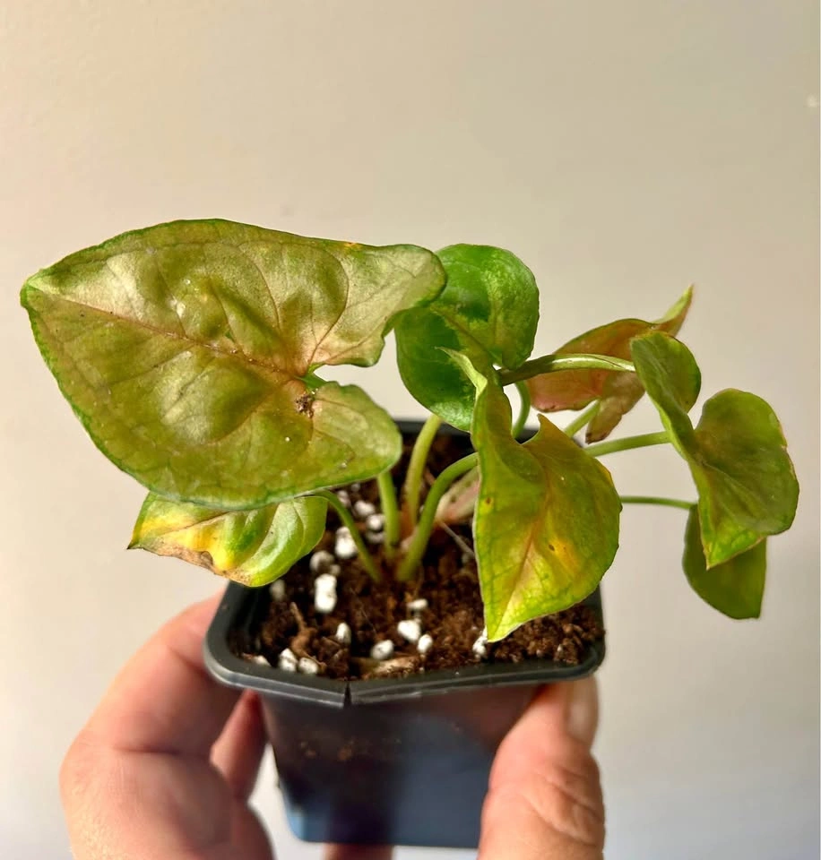 Syngonium merry Maria B
