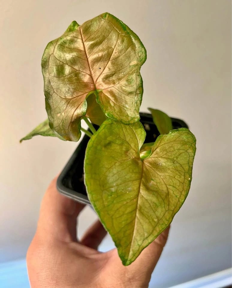 Syngonium merry Maria A