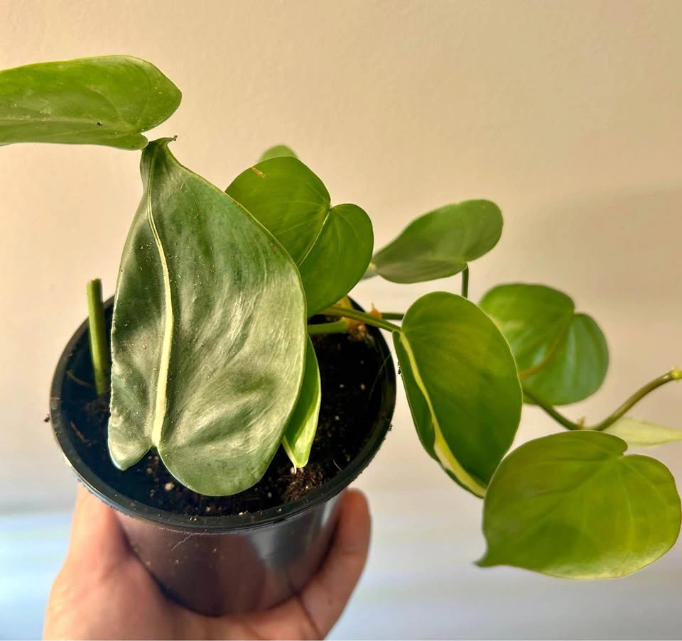 Philodendron ‘silver stripe’ B