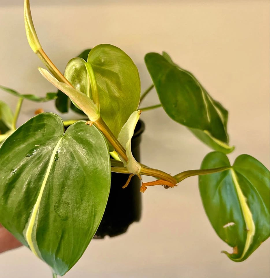 Philodendron ‘silver stripe’ A