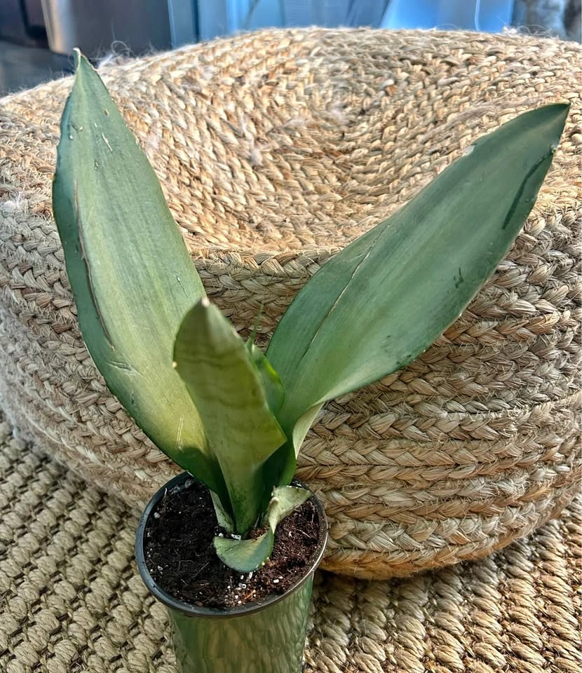 Sansevieria ‘Moonshine’