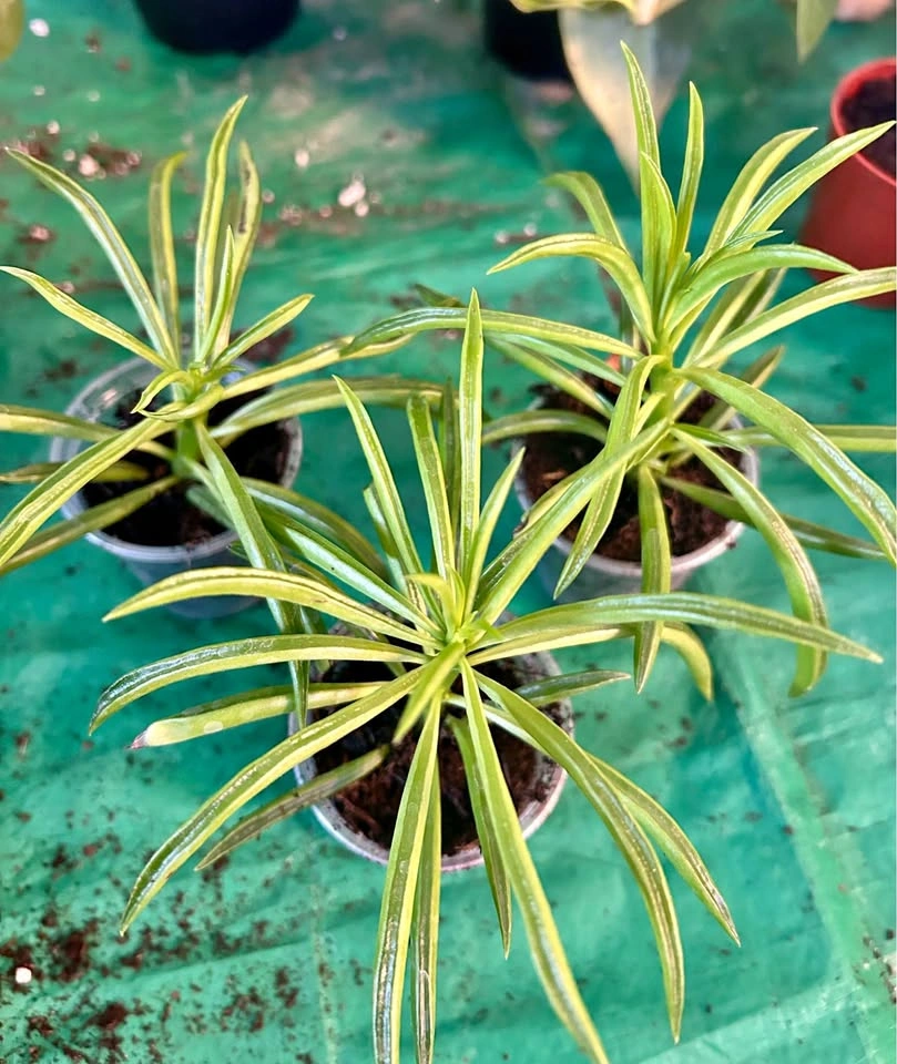 Taco shell peperomia