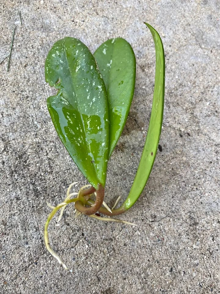 Hoya cuttings with roots developed