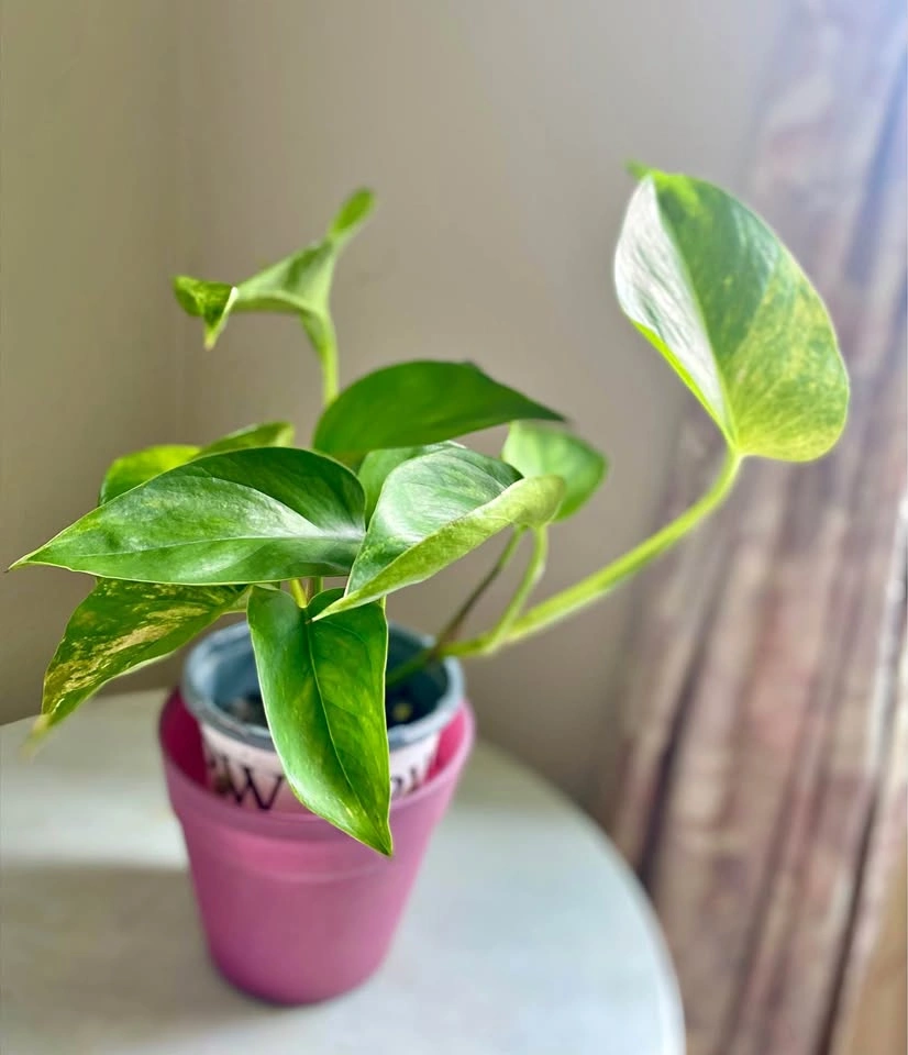 Pothos, in 5” tall nursery pot