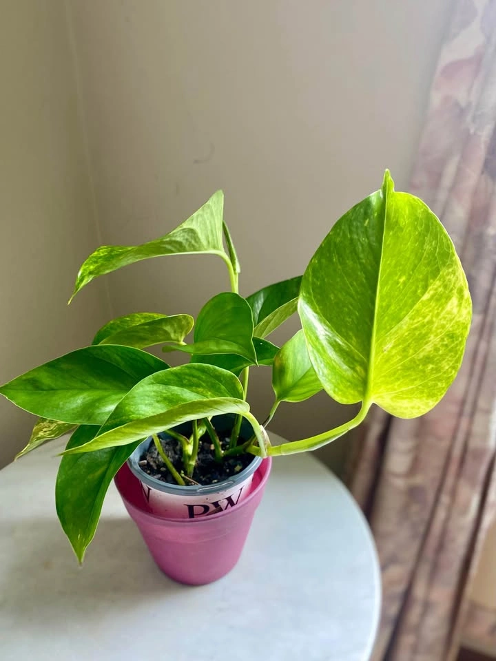 Pothos, in 5” tall nursery pot - photo 2