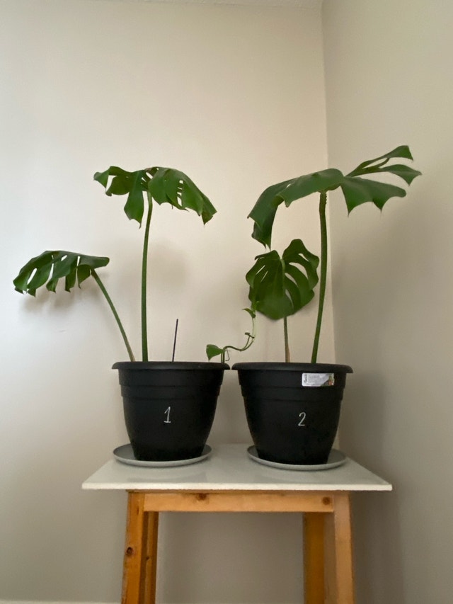 Monsterra plant