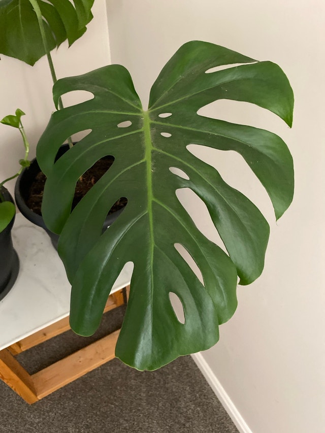 Monsterra plant - photo 2