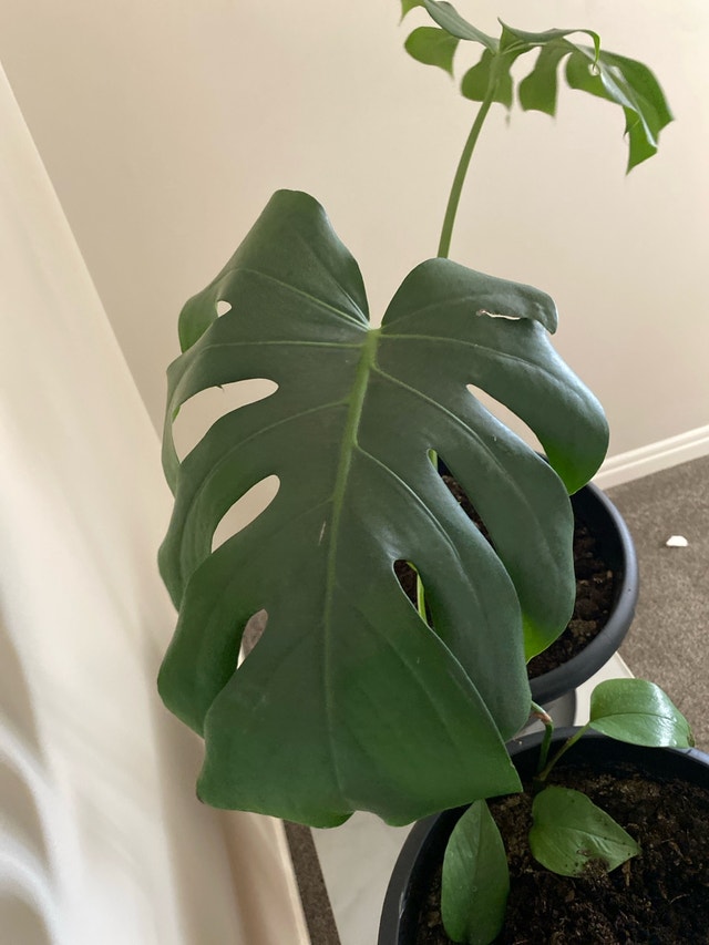 Monsterra plant - photo 3