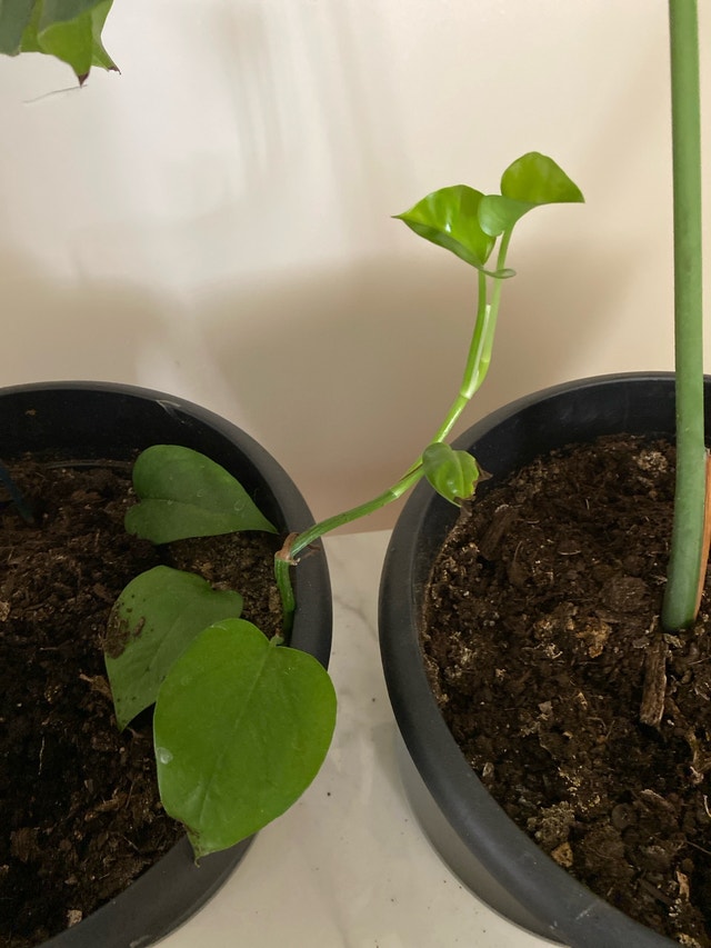 Monsterra plant - photo 4