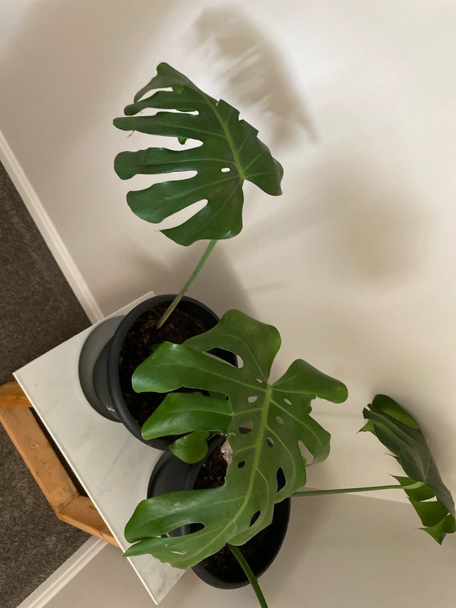 Monsterra plant - photo 5