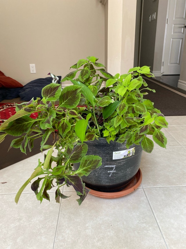 Assortment of plants