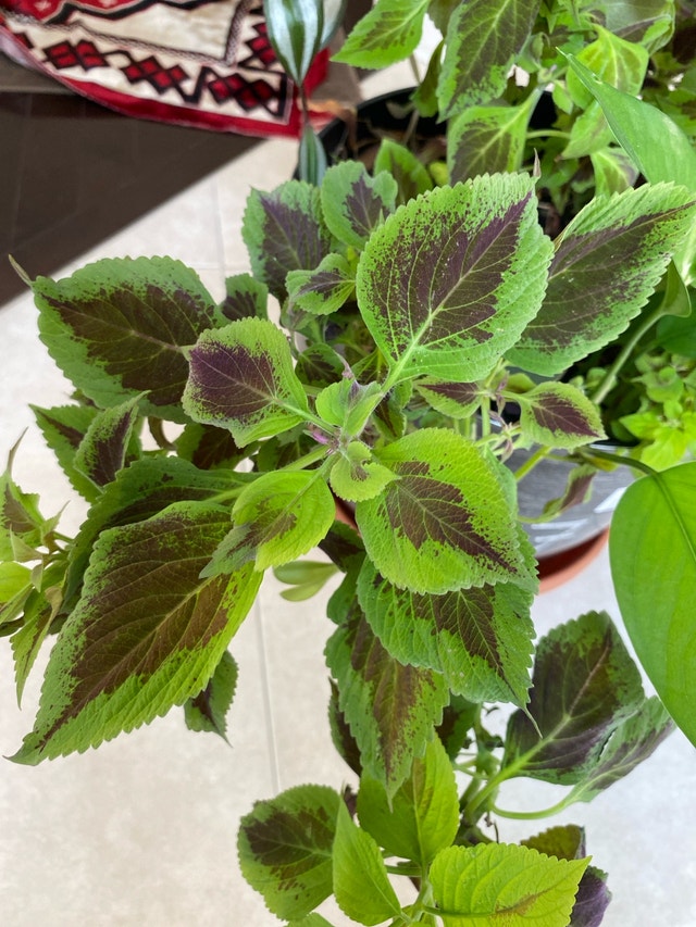 Assortment of plants - photo 2