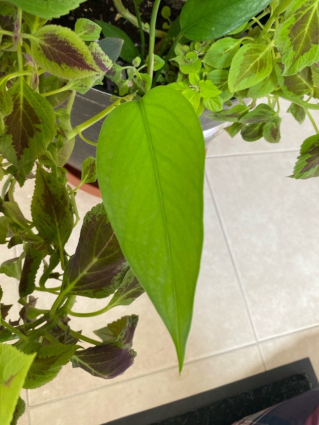 Assortment of plants - photo 3