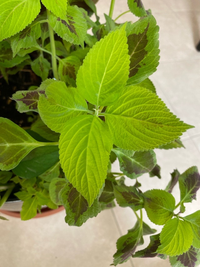Assortment of plants - photo 4