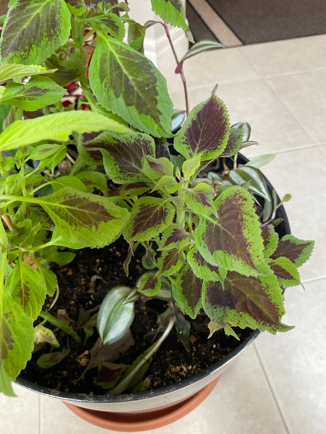 Assortment of plants - photo 5
