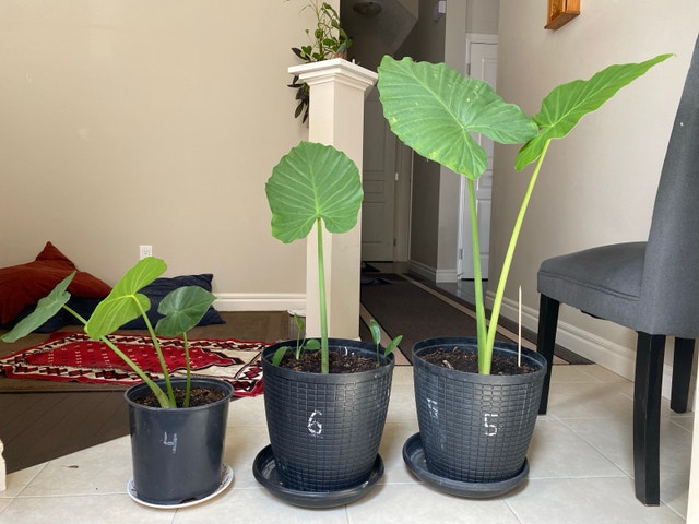 Alocasia plant