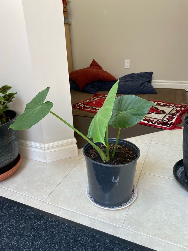 Alocasia plant - photo 2