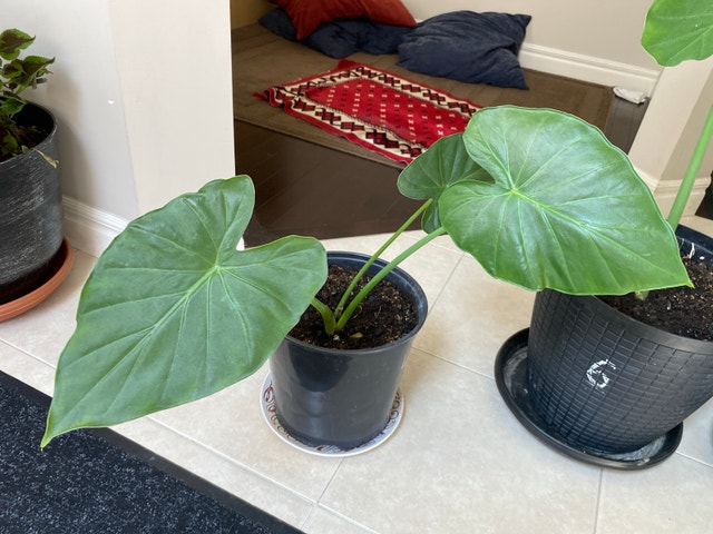 Alocasia plant - photo 3
