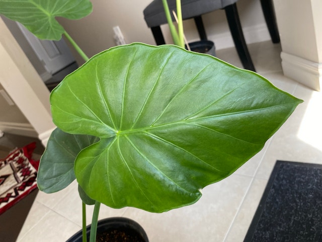 Alocasia plant - photo 4