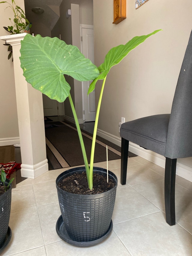 Alocasia plant - photo 5