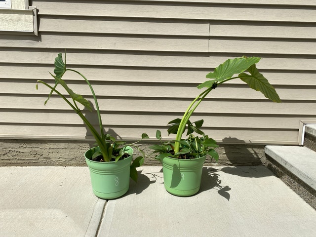 Alocasia plant