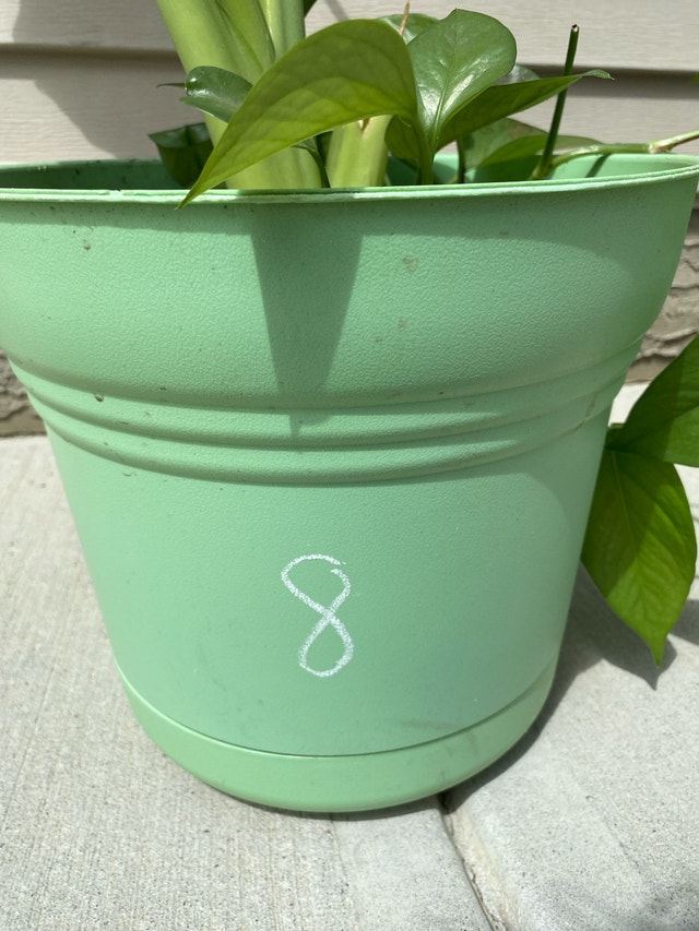 Alocasia plant - photo 2