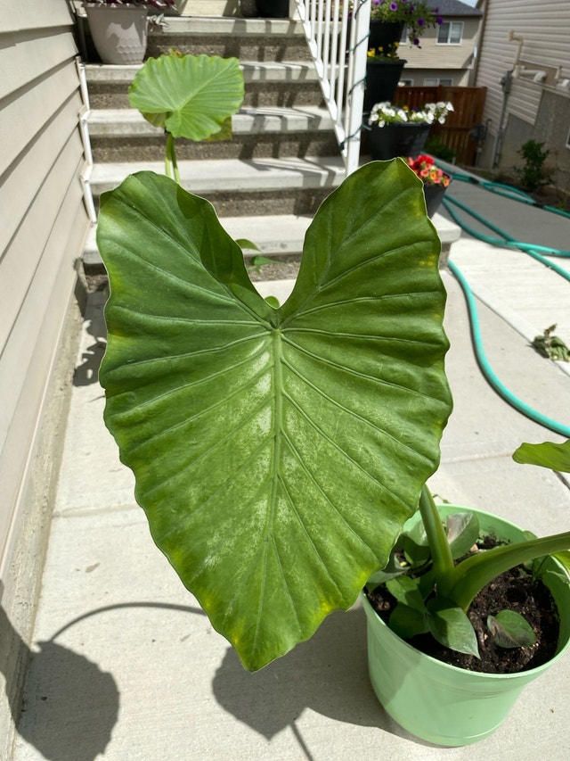 Alocasia plant - photo 3
