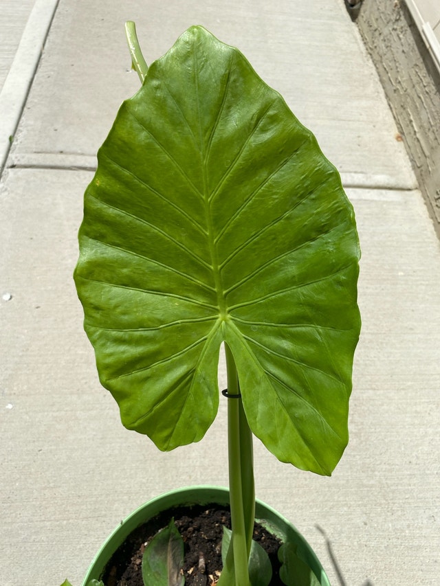 Alocasia plant - photo 4