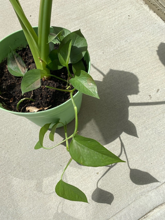Alocasia plant - photo 5