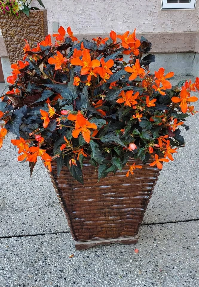 Solid concrete decorative planter