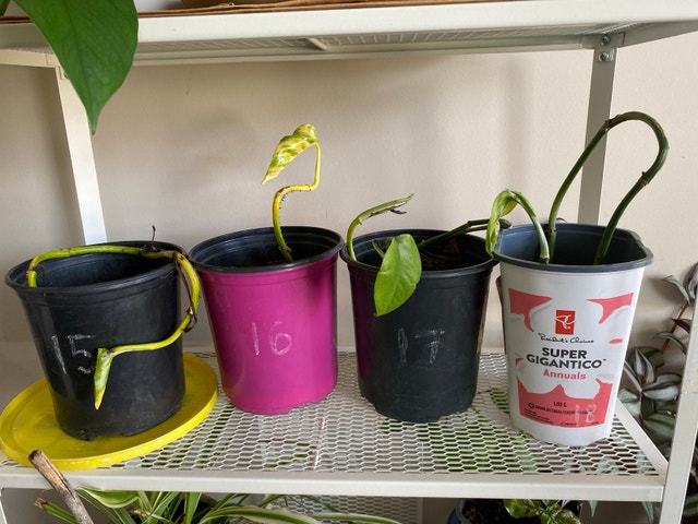 pathos plant