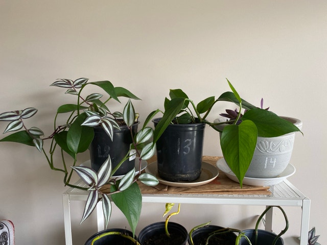 Pathos plants
