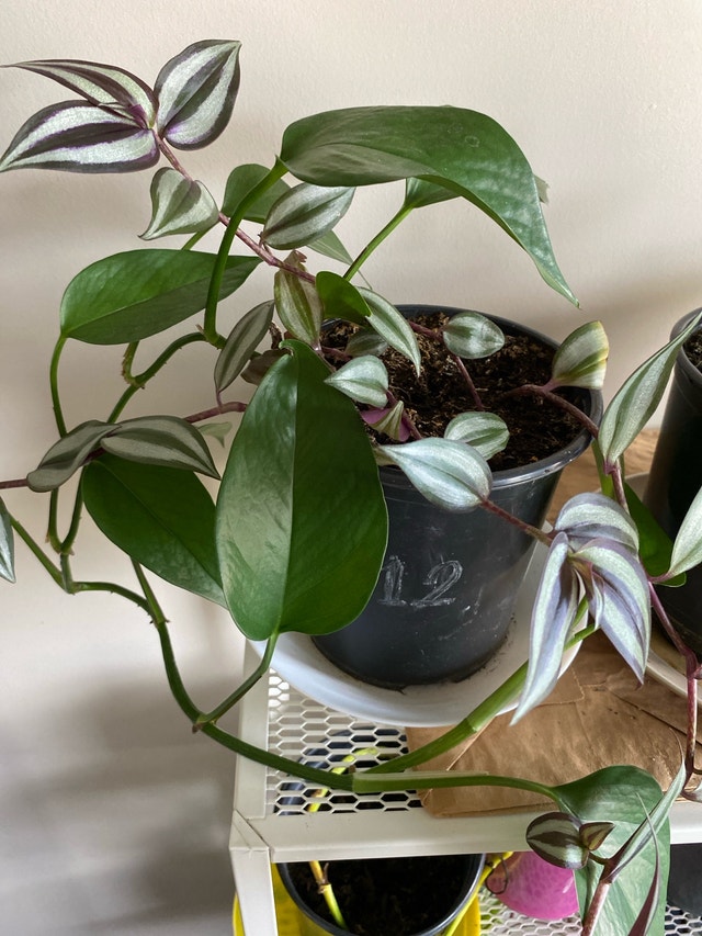 Pathos plants - photo 2