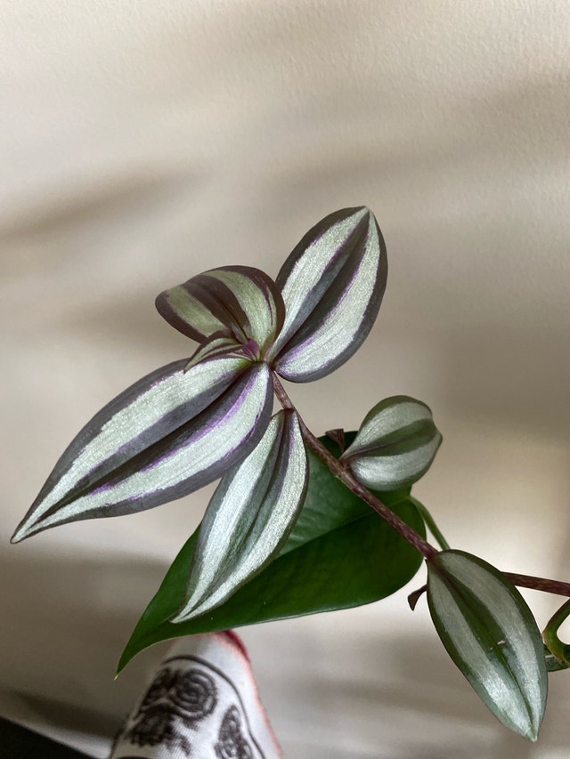 Pathos plants - photo 3