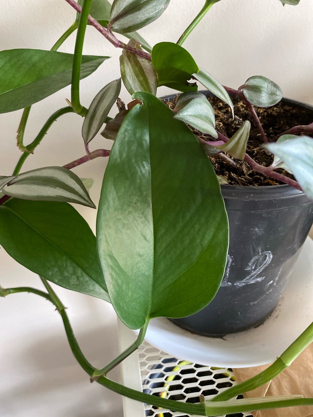 Pathos plants - photo 4