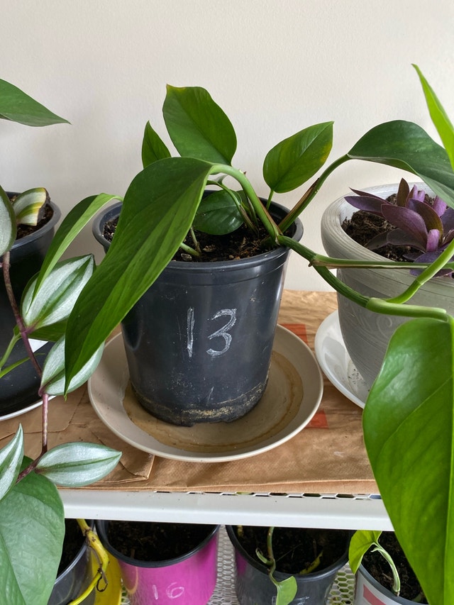Pathos plants - photo 5