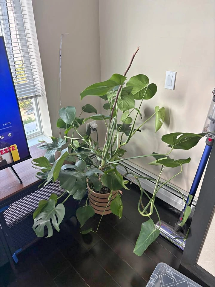 Monstera Deliciosa Indoor Plant with a woven rope planter basket