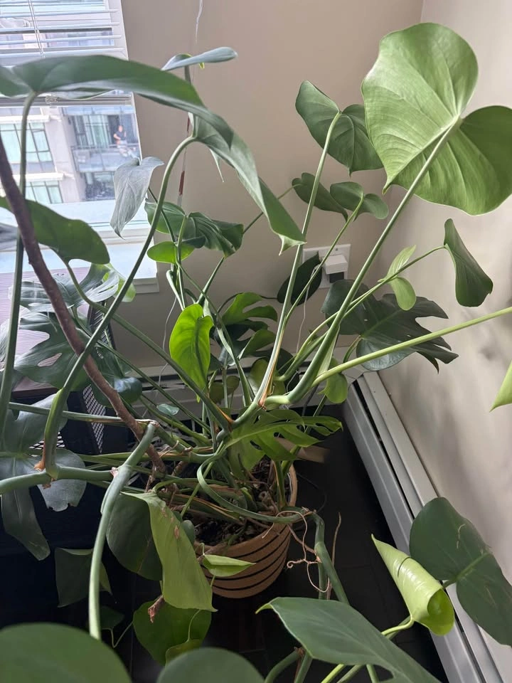 Monstera Deliciosa Indoor Plant with a woven rope planter basket - photo 2