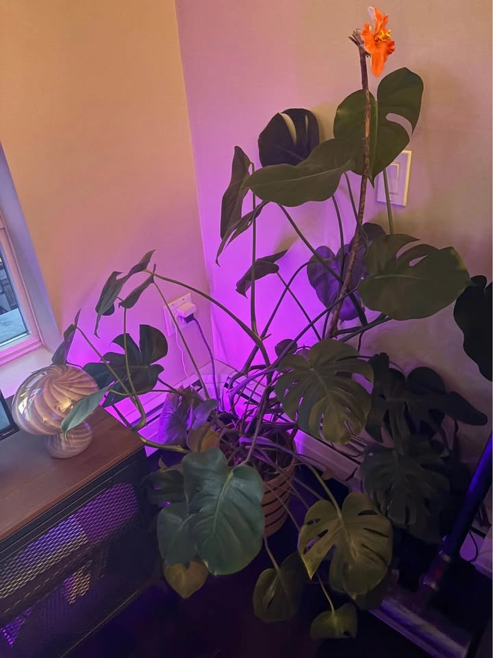 Monstera Deliciosa Indoor Plant with a woven rope planter basket - photo 3