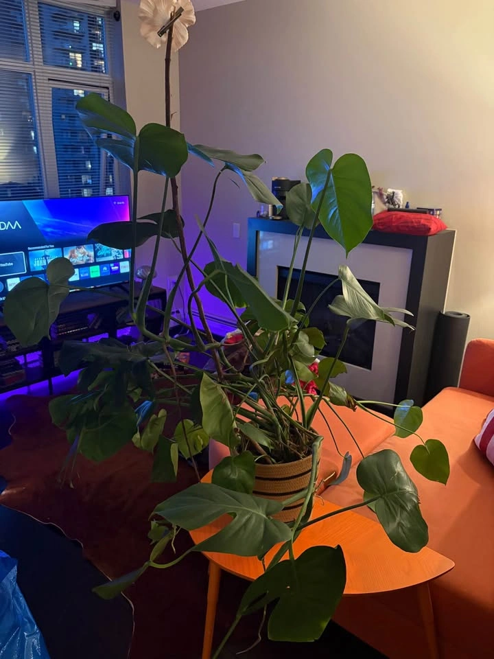 Monstera Deliciosa Indoor Plant with a woven rope planter basket - photo 5