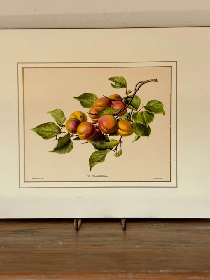 Set of 4 Vintage Somerset Botanical Fruit Placemats (Boxed) - photo 2