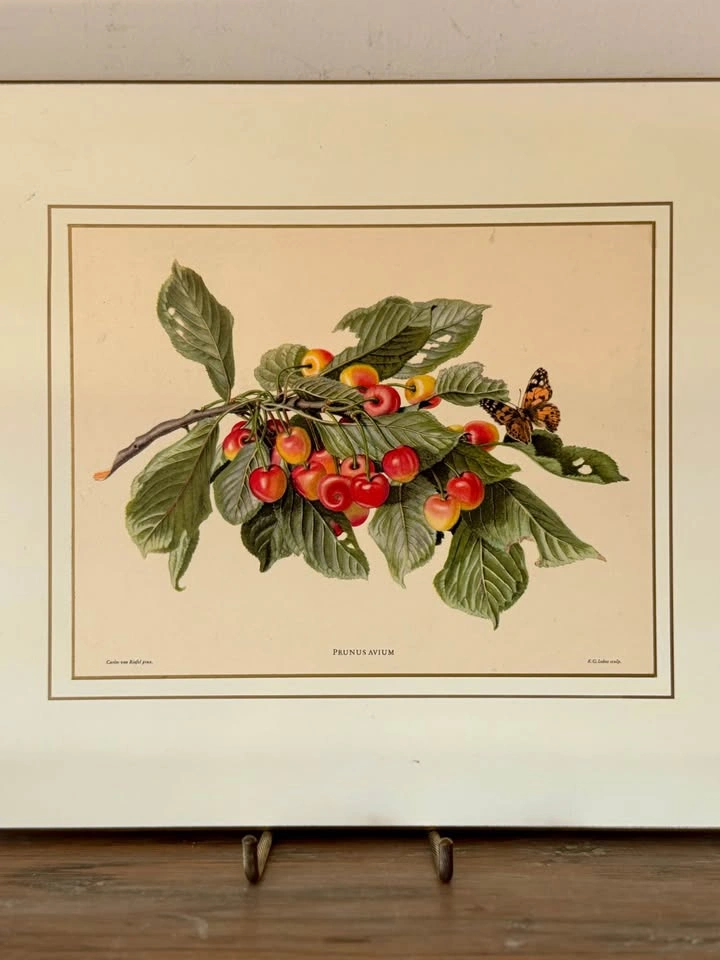 Set of 4 Vintage Somerset Botanical Fruit Placemats (Boxed) - photo 3